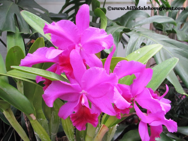 bunch of pink orchids