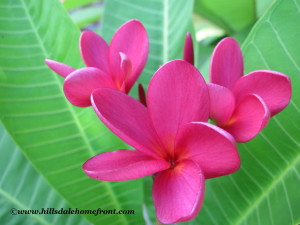 pink plumeria