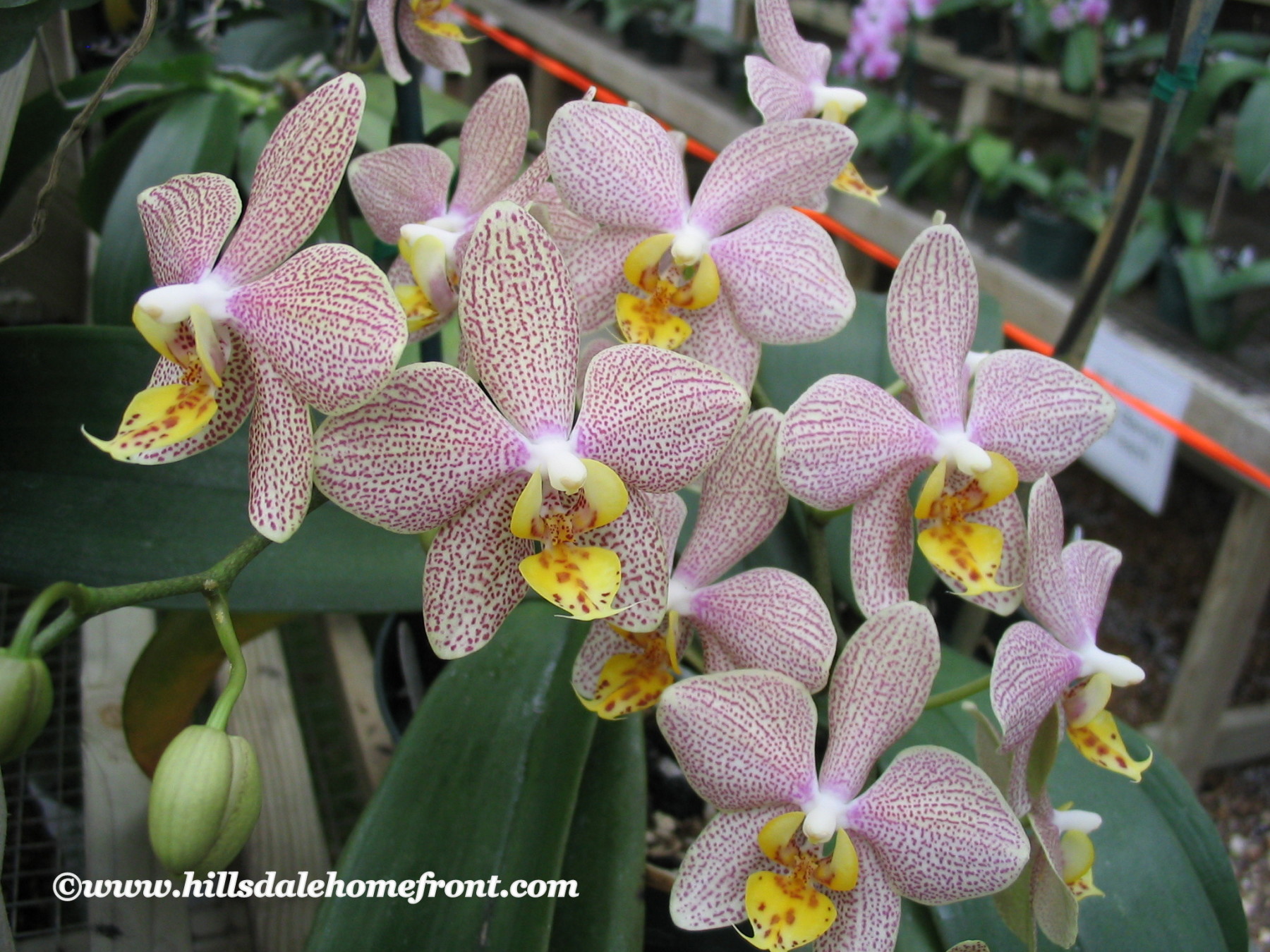 Orchid Friday!