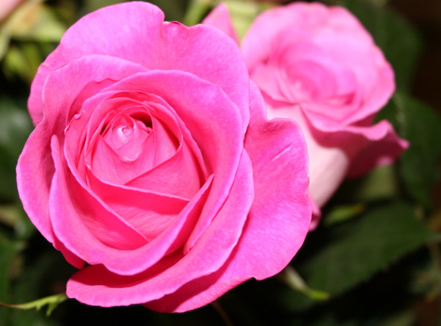 bright pink roses