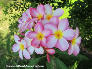 pink and white plumerias