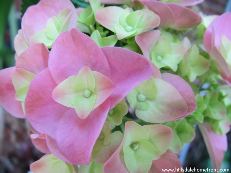 pinkhydrangea-900x675