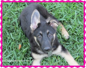 german shepherd puppy