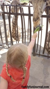 houston zoo feed giraffe