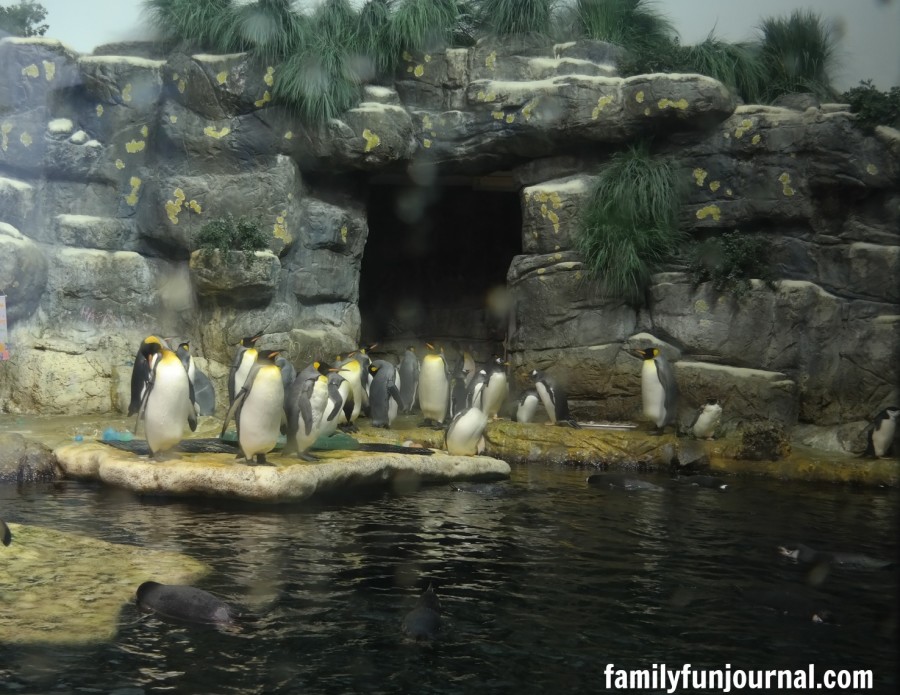 moody gardens penguins