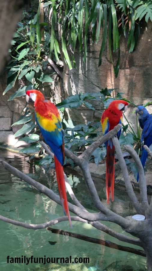 parrots moody gardens