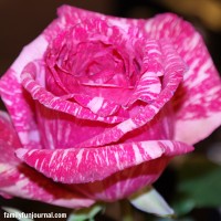 pink striped rose