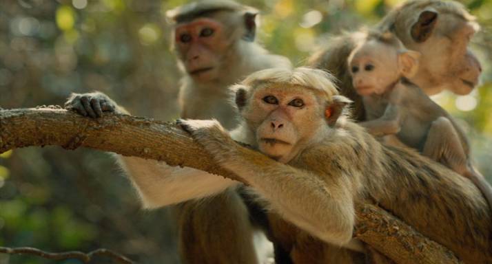 disneynature monkeys