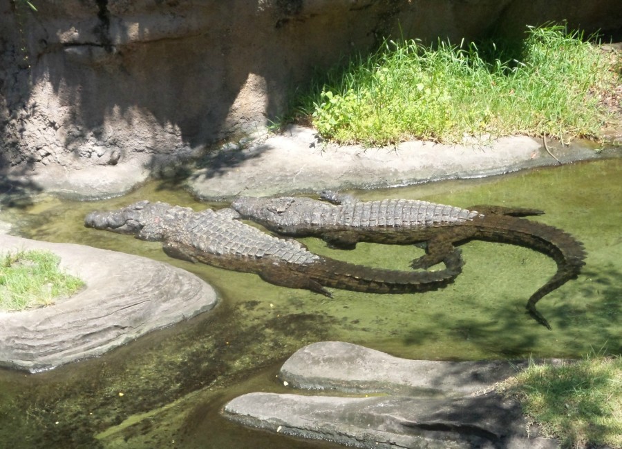 crocodiles disney