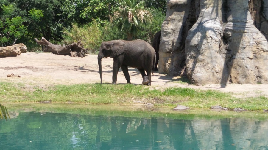 disney animal kingdom