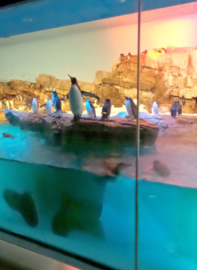 seaworld penguins