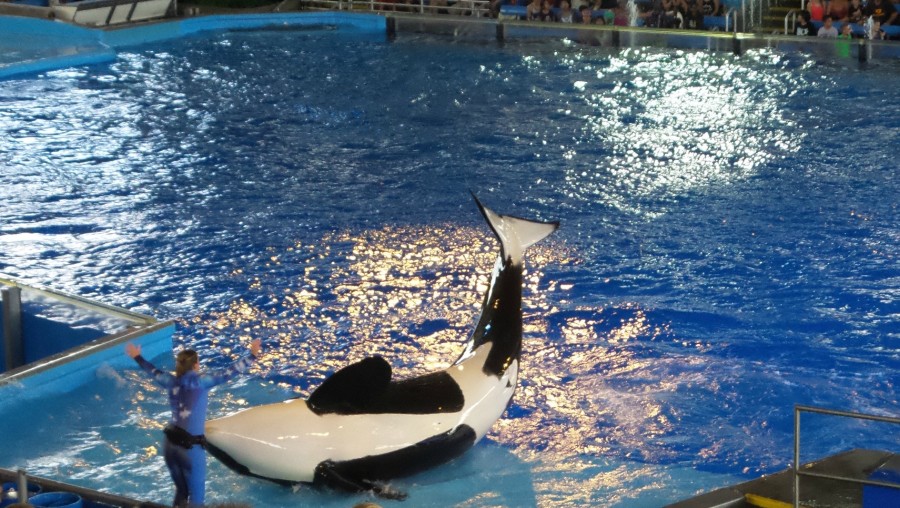 shamu 2 seaworld