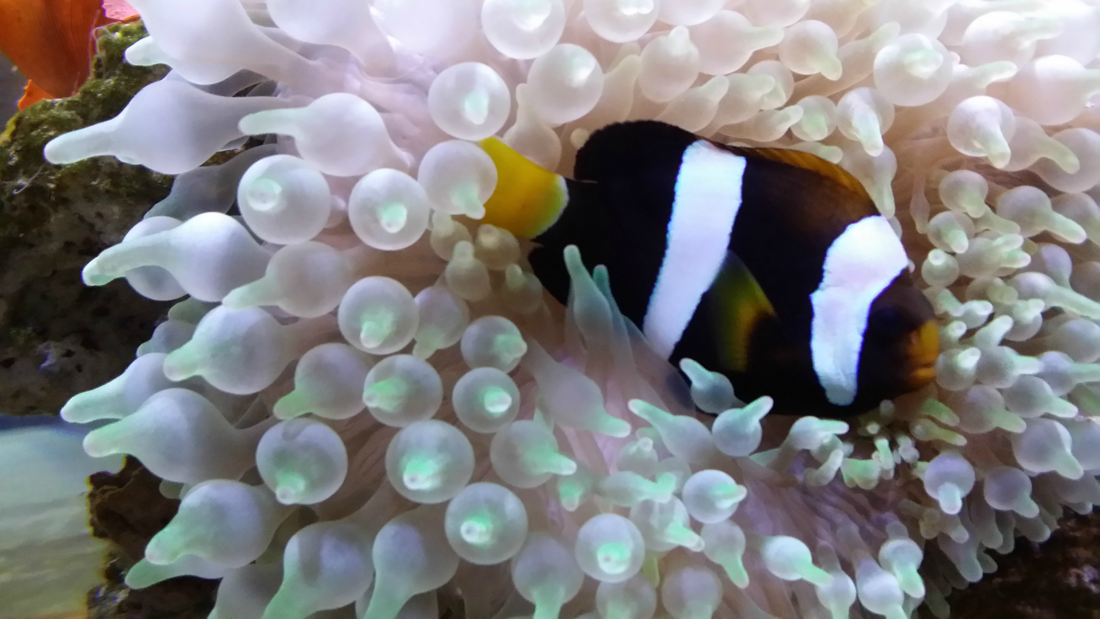 downtown-aquarium-tank