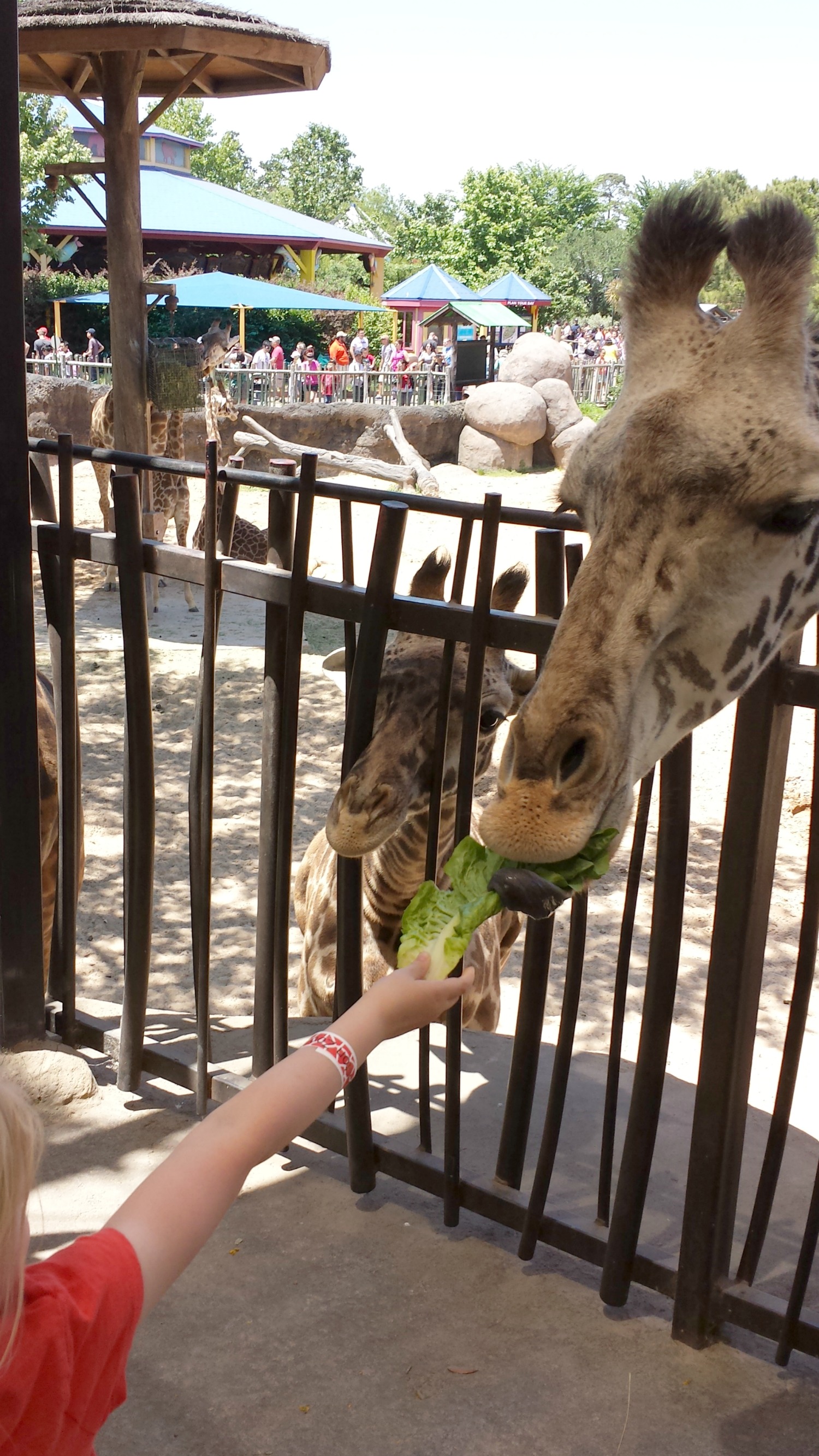 houston-zoo-feed-giraffe