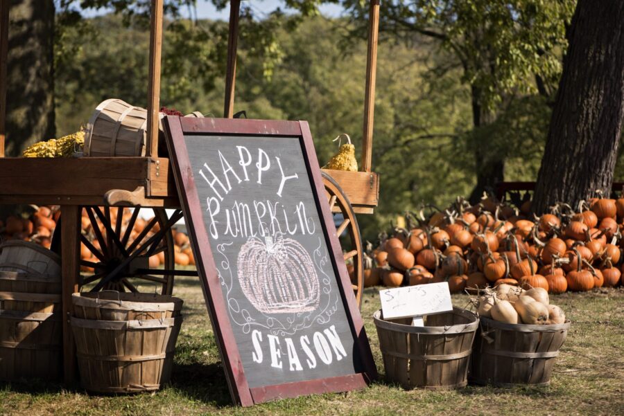 Pumpkin patch with fall pumpkins for a screen-free family outing
